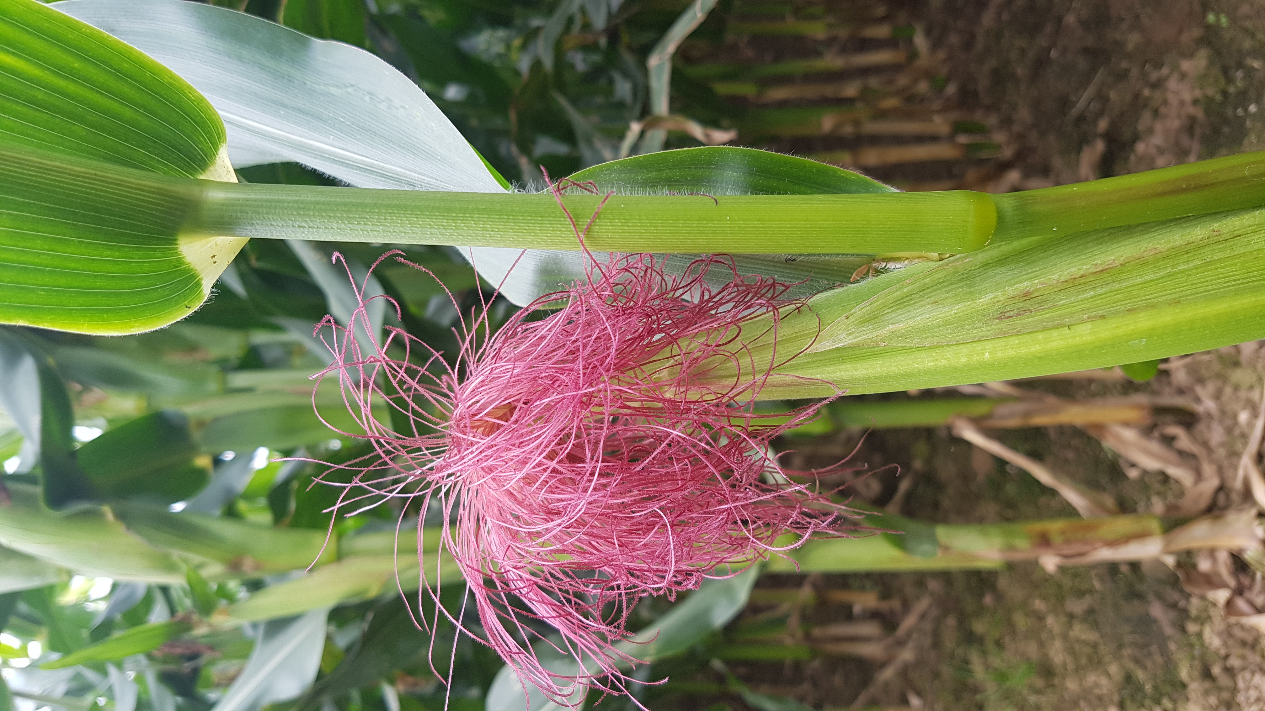 Forage miazie withe purple tassels