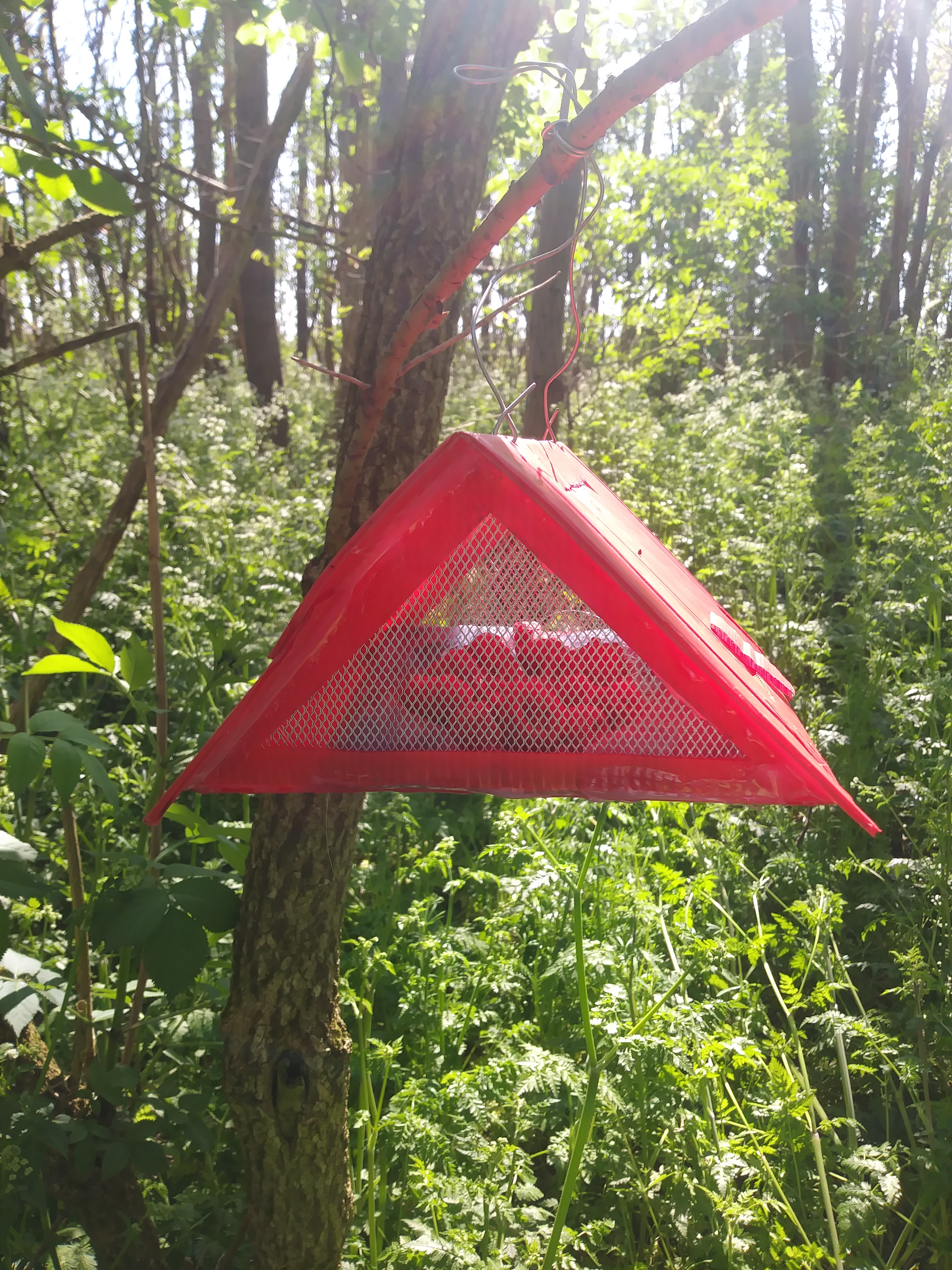 Precision monitoring Sentinel Fruit Trap in woodland