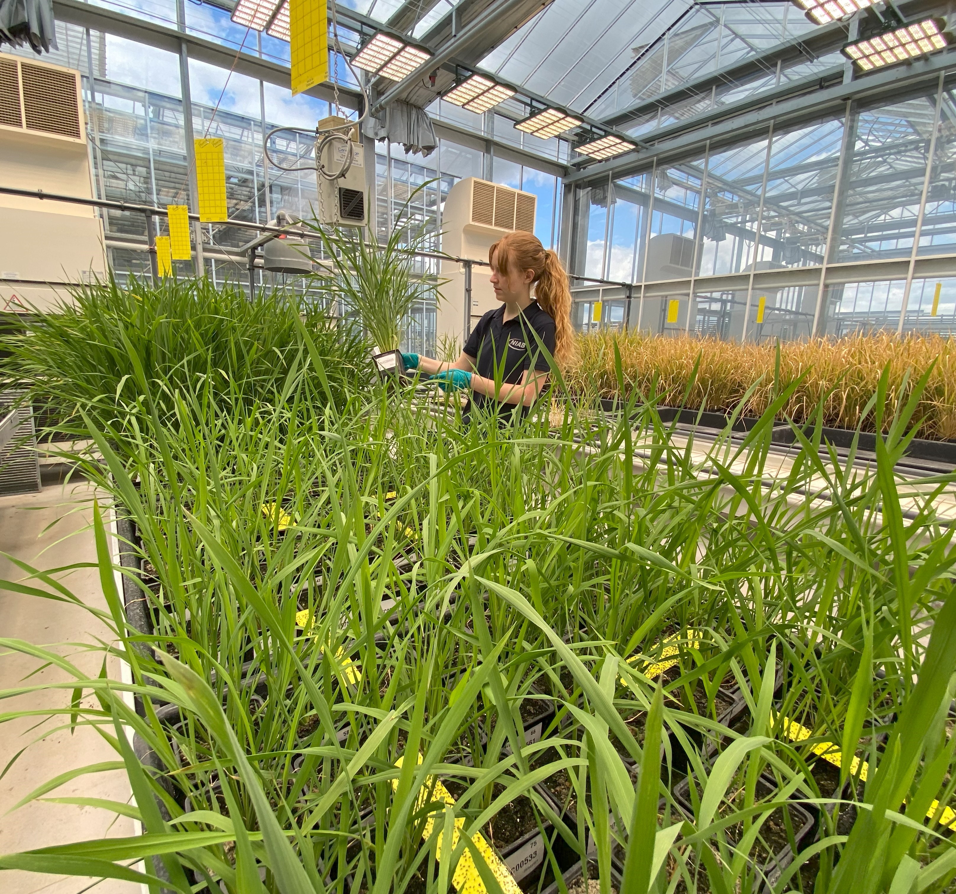  Danni Bryce is collaborating with a research partner on a 24-month project aimed at increasing rice yields