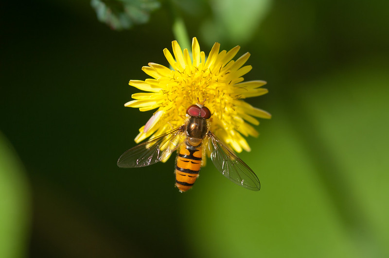 Marmalade hoverfly, Episyrphus balteatus. Photo by WIll George.