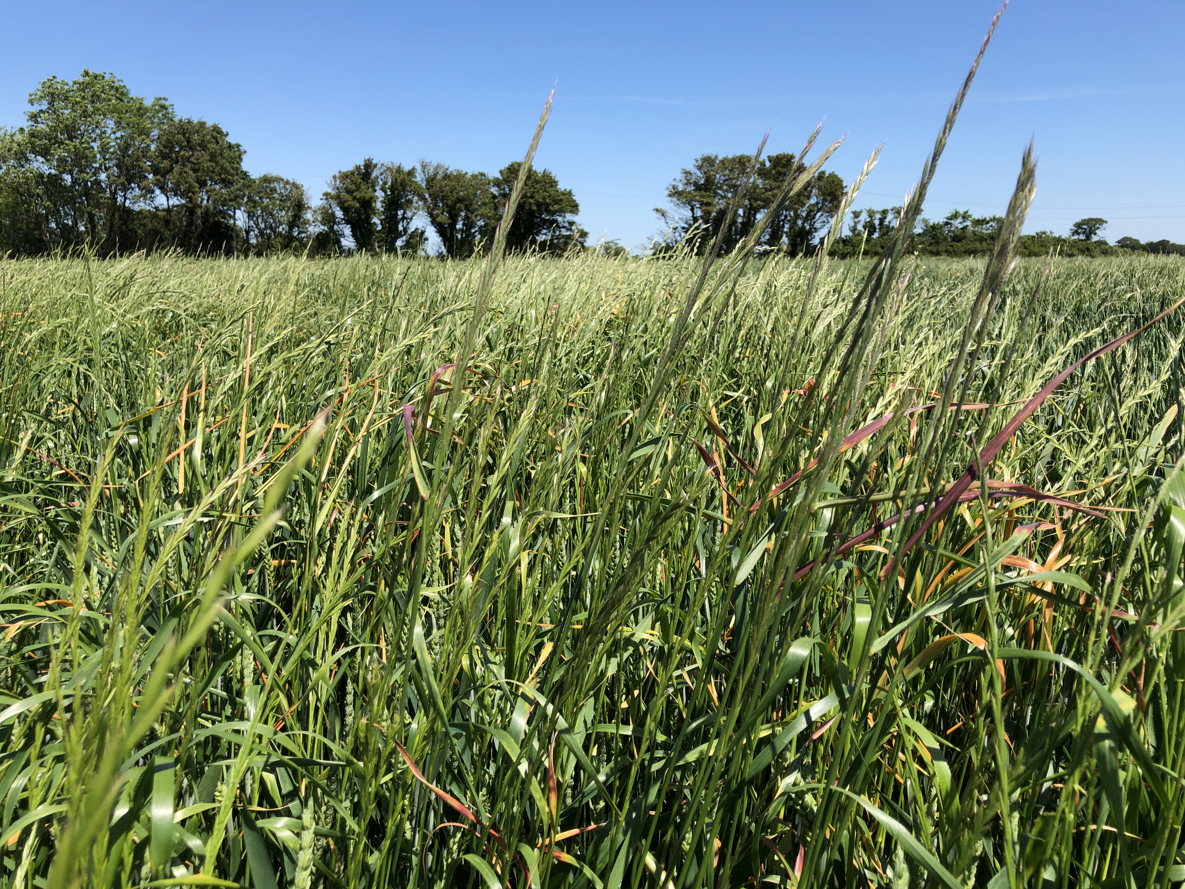 The first case of resistance to glyphosate in Italian ryegrass has been confirmed