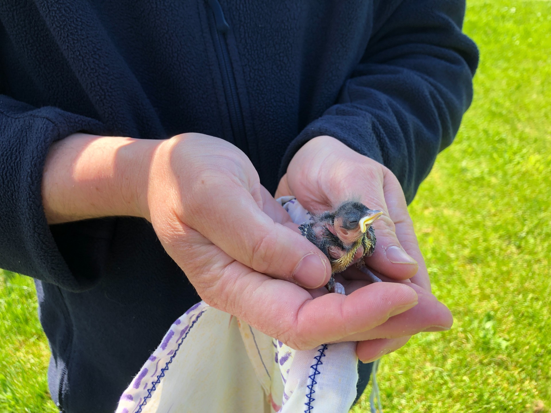 NIAB staff member Kevin Middleton ringing a baby Great Tit (under licence).
