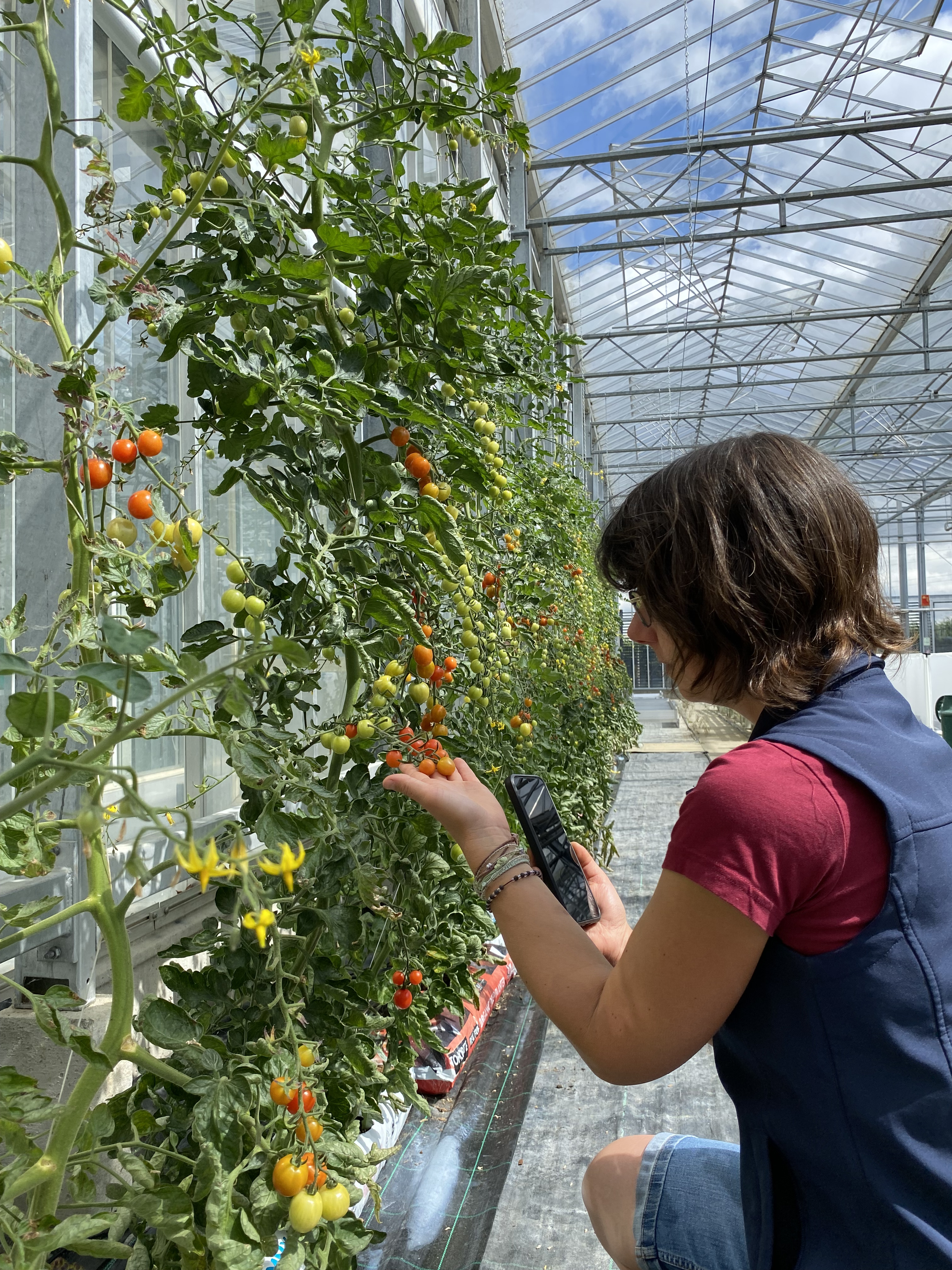 Tara harvesting tomato trials focused on increasing crop yields.