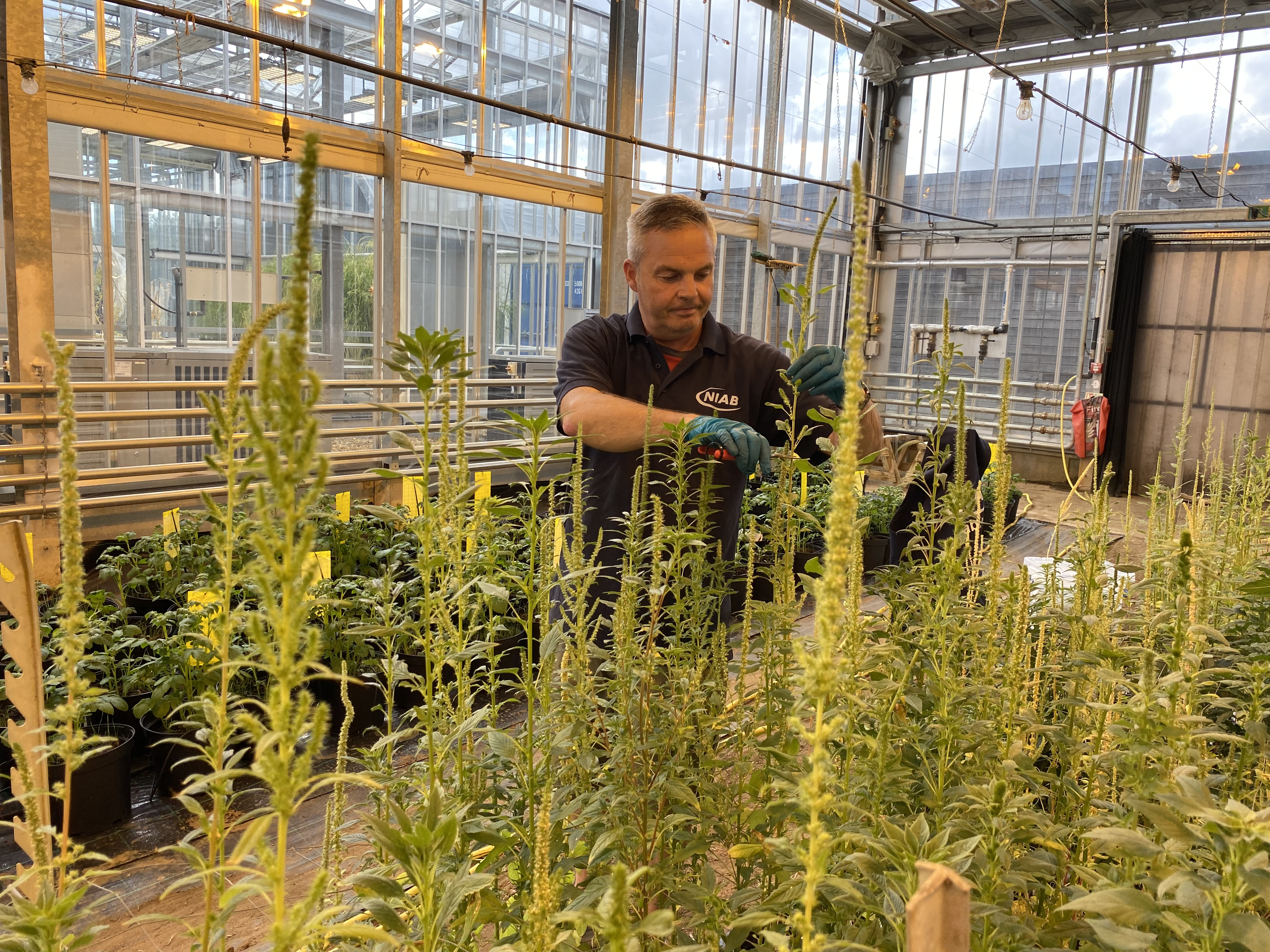 Stephen Morley is harvesting Amaranthus seeds.