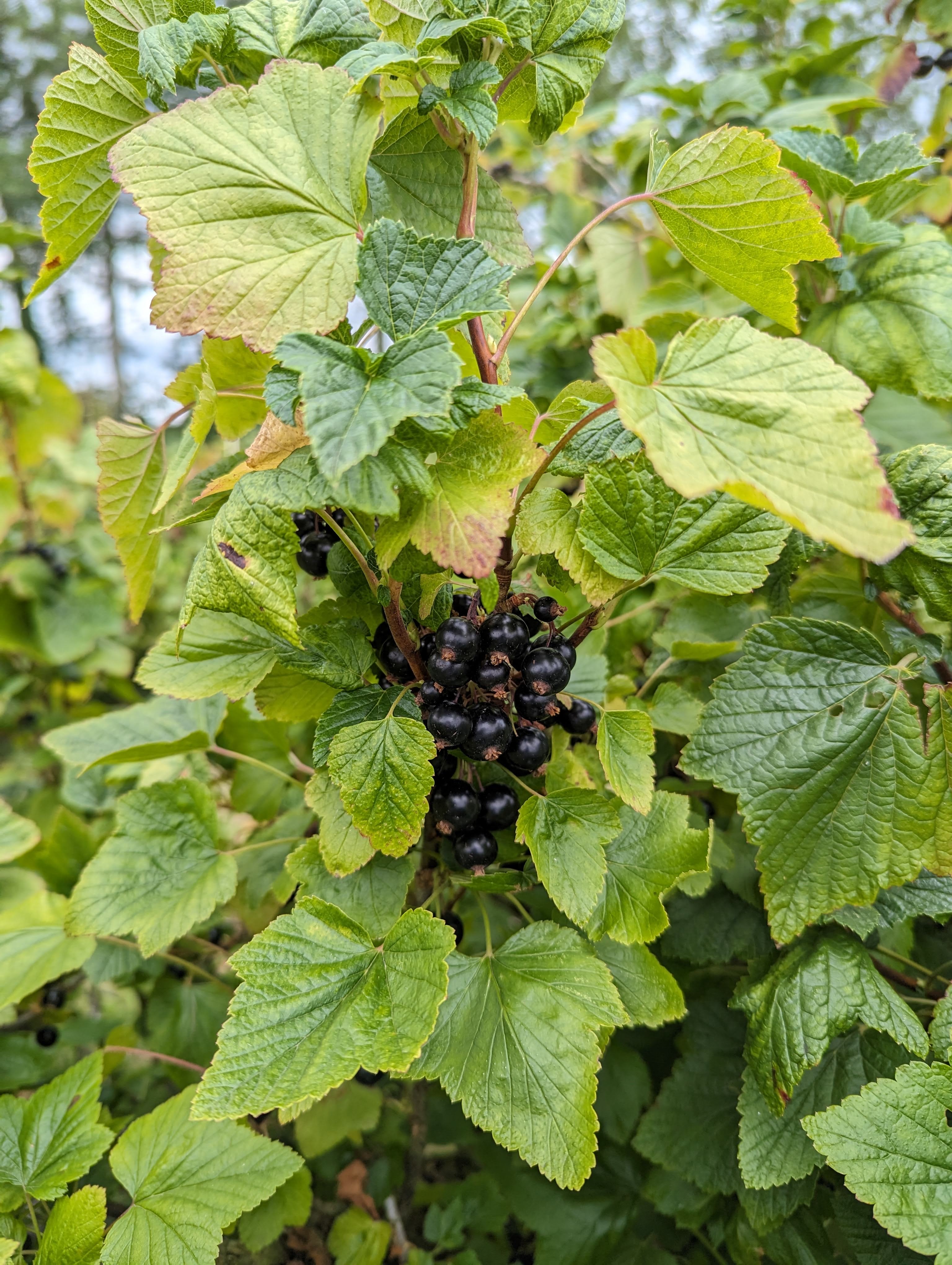 Blackcurrants growing at NIAB East Malling - ready for harvest.