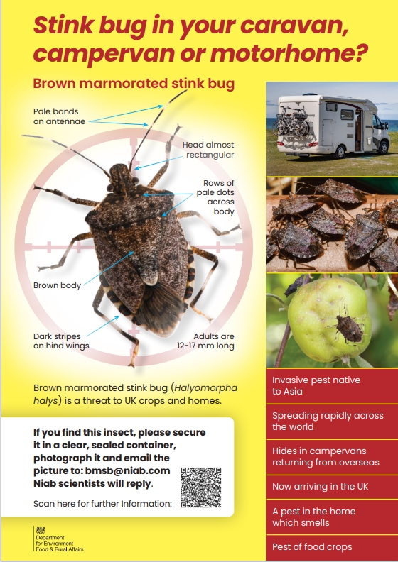 Flyer giving more information about the brown marmorated stink bug