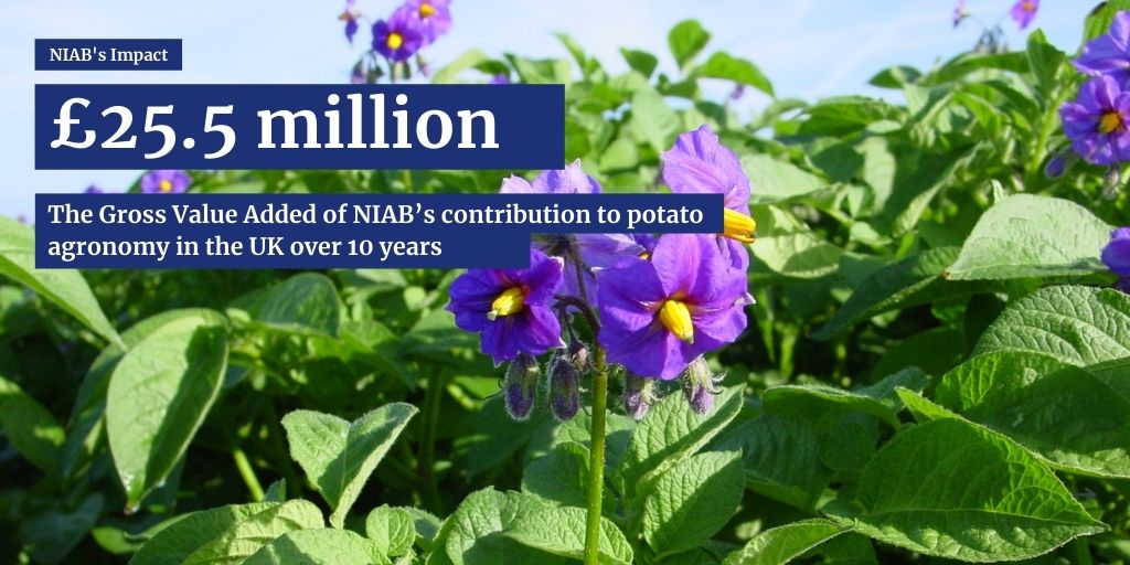 The combined Gross Value Added (GVA) attributed by the impact study to NIAB’s actual  contribution to potato agronomy at UK level over 10 years was £25.5 million.