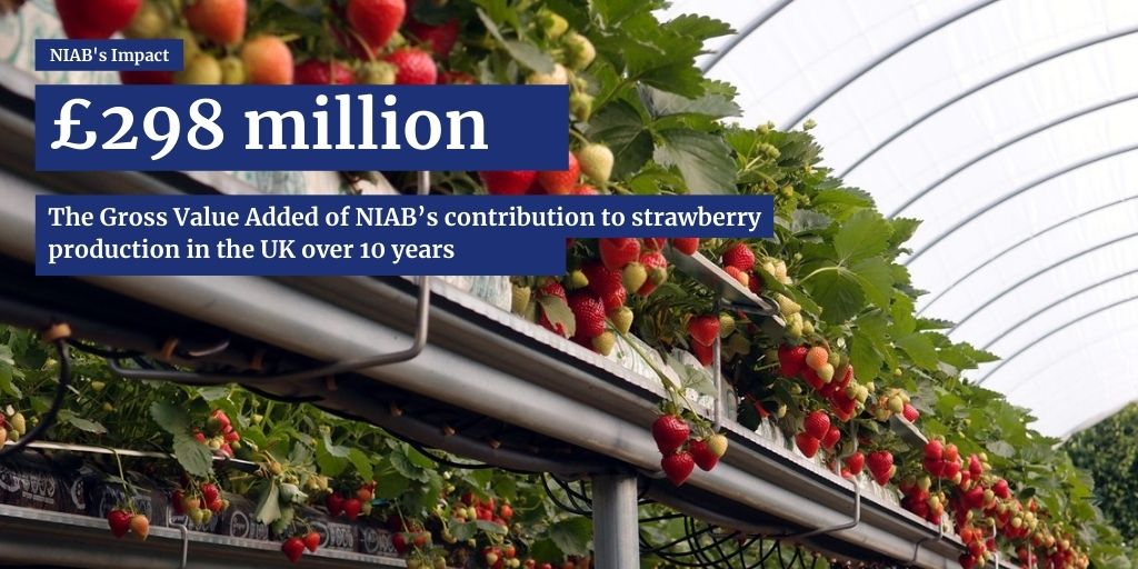 The combined Gross Value Added (GVA) attributed by the impact study to NIAB’s actual  contribution to strawberry production at UK level over 10 years was £298 million.
