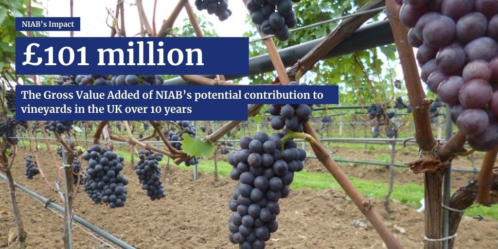 The combined Gross Value Added (GVA) attributed by the impact study to NIAB’s potential contribution to vineyards at UK level over 10 years was £101 million.
