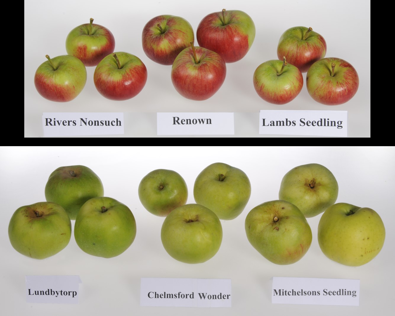 Apple varieties identified by DNA profiling