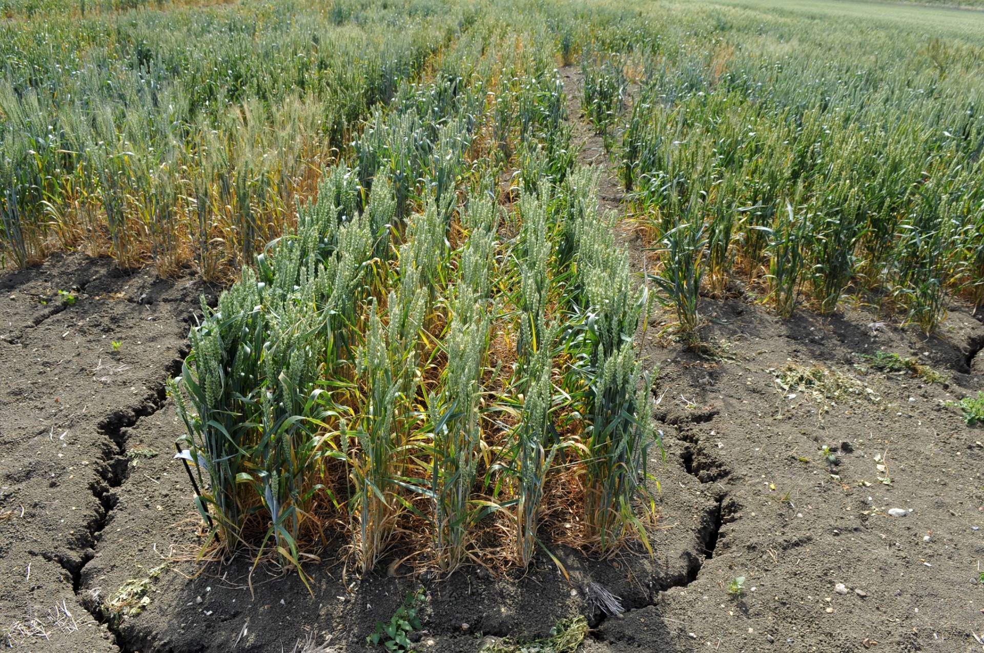 Wheat crop affected by drought
