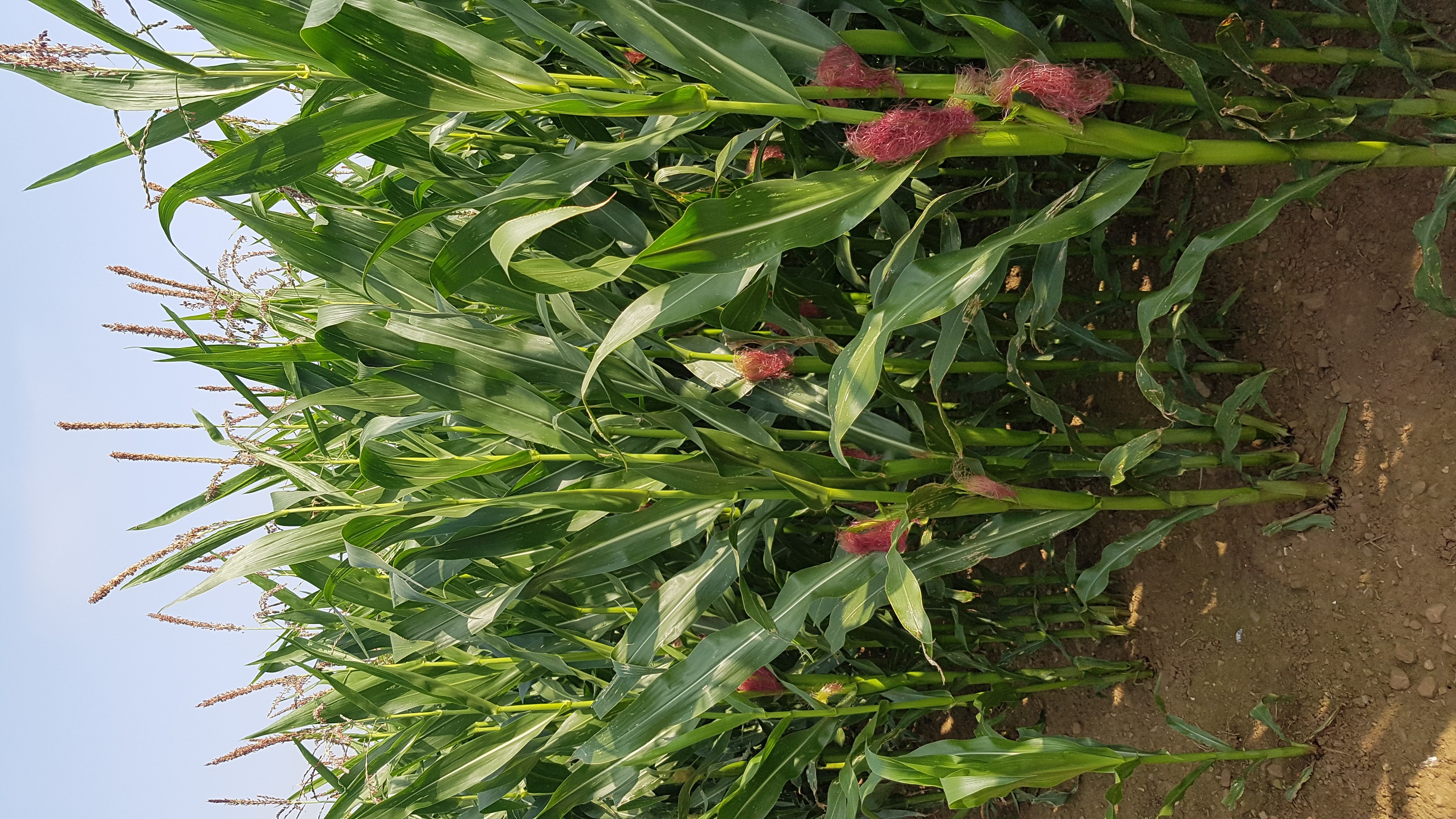 Maize trials