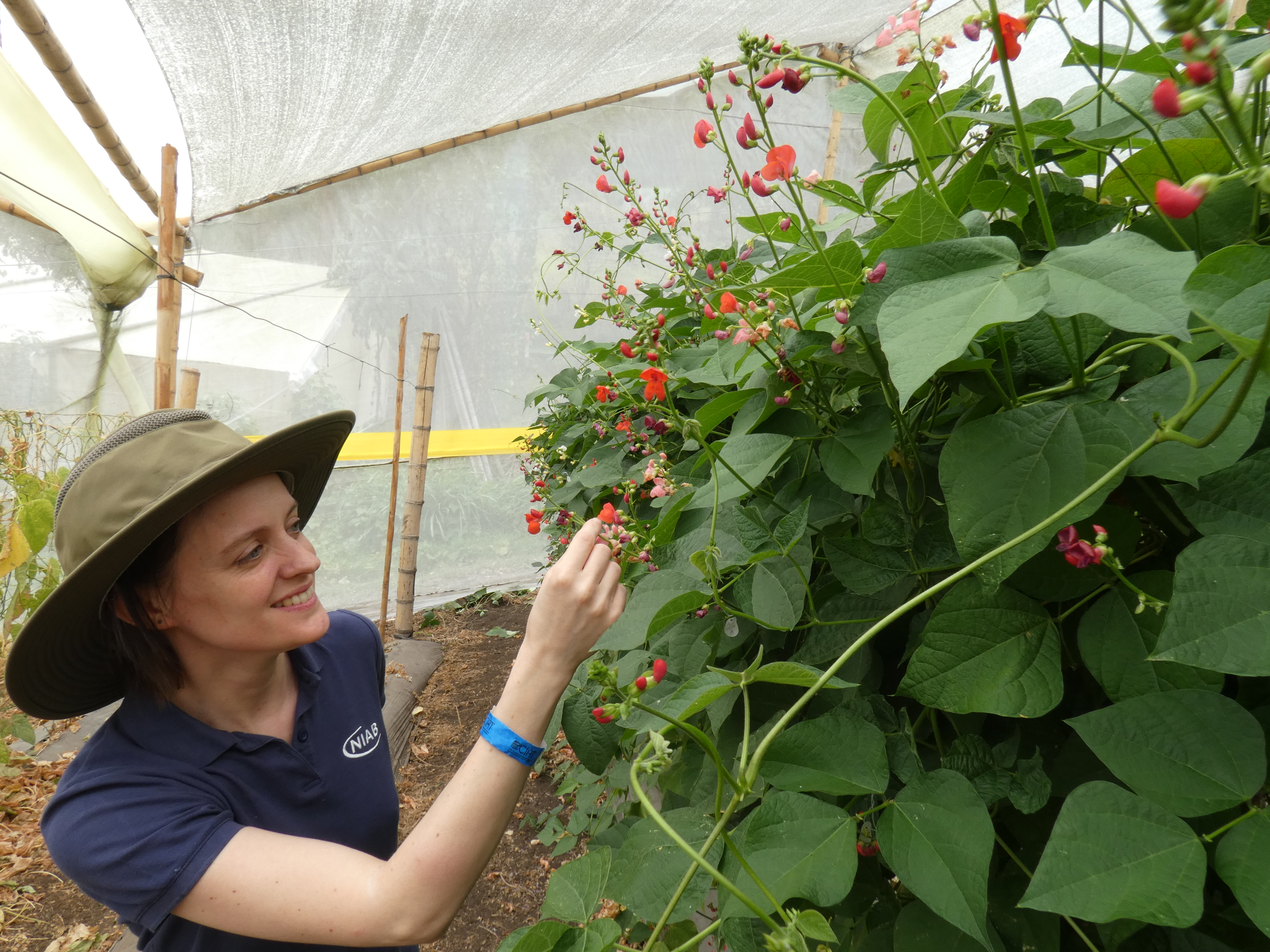 NIAB's Sarah Dyer investigating the P. coccineus at CIAT in Colombia