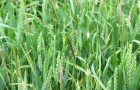 Black-grass in wheat