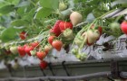 Strawberries growing in coir