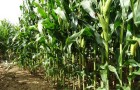 Maize trial