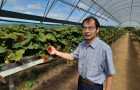 Professoer Xiangming Xu holding a strawberry plant in polytunnels at NIAB East Malling