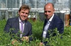 Cambridge & Peterbrough Combined Authority Mayor Dr Nik Johnson and NIAB CEO Professor Mario Caccamo looking at chickpeas in the NIAB glasshouses