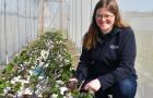 Sarah Arnold in a polytunnel Niab staff member, Sarah Arnold, in a polytunnel