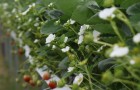 Starwberries flowering at Niab