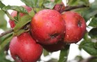 Apples growing on a tree