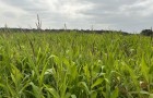 Forage maize