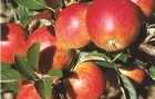 Apples growing on a tree