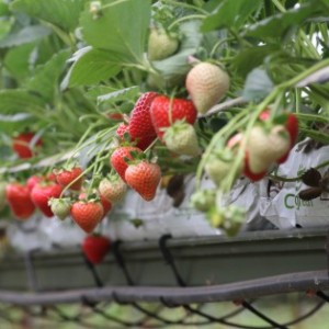 Strawberries growing in coir