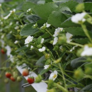 Starwberries flowering at Niab