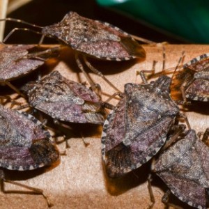 Brown marmorated stink bugs