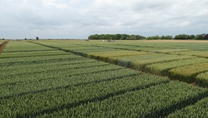 Arable trials field Arable trials field