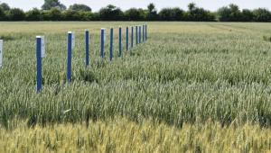 Niab wheat variety demos Niab wheat variety demos