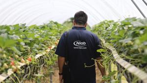 Niab staff in strawberry polytunnel Niab staff in strawberry polytunnel