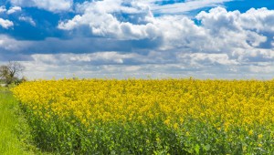 Alternative and break crops at Niab Alternative and break crops at Niab