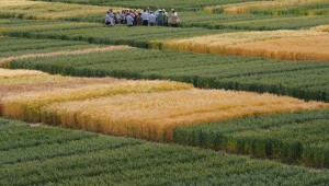 DUS trials at Niab DUS trials at Niab