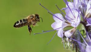 Phacelia and bee Phacelia and bee