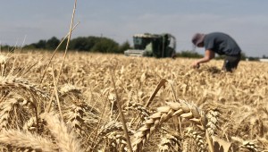 Harvesting trial cereal crop plots at Niab