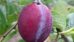 Malling Elizabeth plum