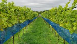 The research vineyeard at Niab East Malling The research vineyeard at Niab East Malling