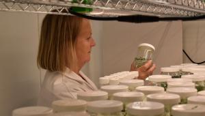 Niab staff member looking at pots in Niab's Tissue Culture lab Niab staff member looking at pots in Niab's Tissue Culture lab