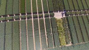 Variety trials at Niab Variety trials at Niab