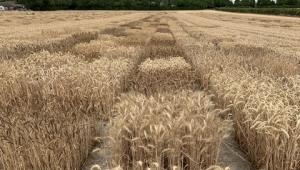 Diversity enriched wheat Diversity enriched wheat