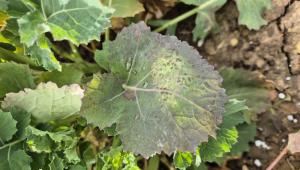 Light leaf spot in WOSR Light leaf spot in WOSR