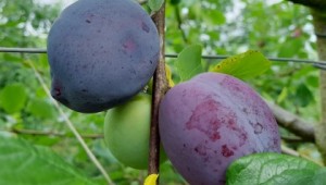 Plum variety Malling Elizabeth growing in the Plum Demonstration Centre