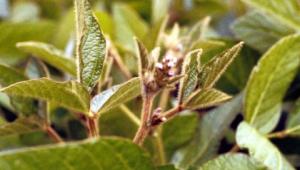 Alternative protein crops Alternative protein crops