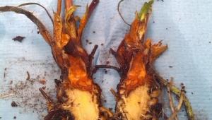 Strawberry Crown Rot Strawberry Crown Rot