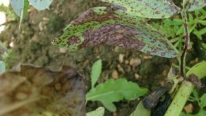Chocolate spot resistance in winter beans Chocolate spot resistance in winter beans