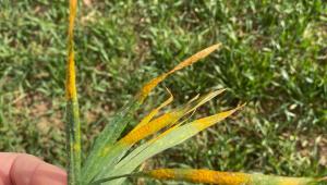 Yellow rust on whea Yellow rust on wheat