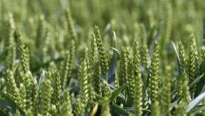 A crop of wheat A crop of wheat