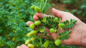 Chickpea Chickpea